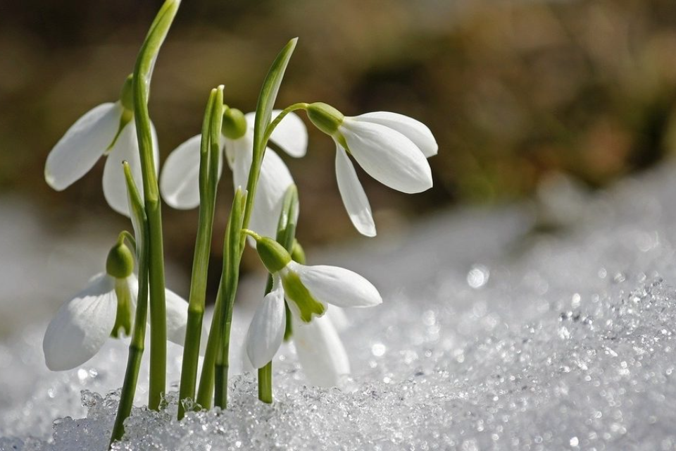 I Have Always Struggled with Imbolc Image